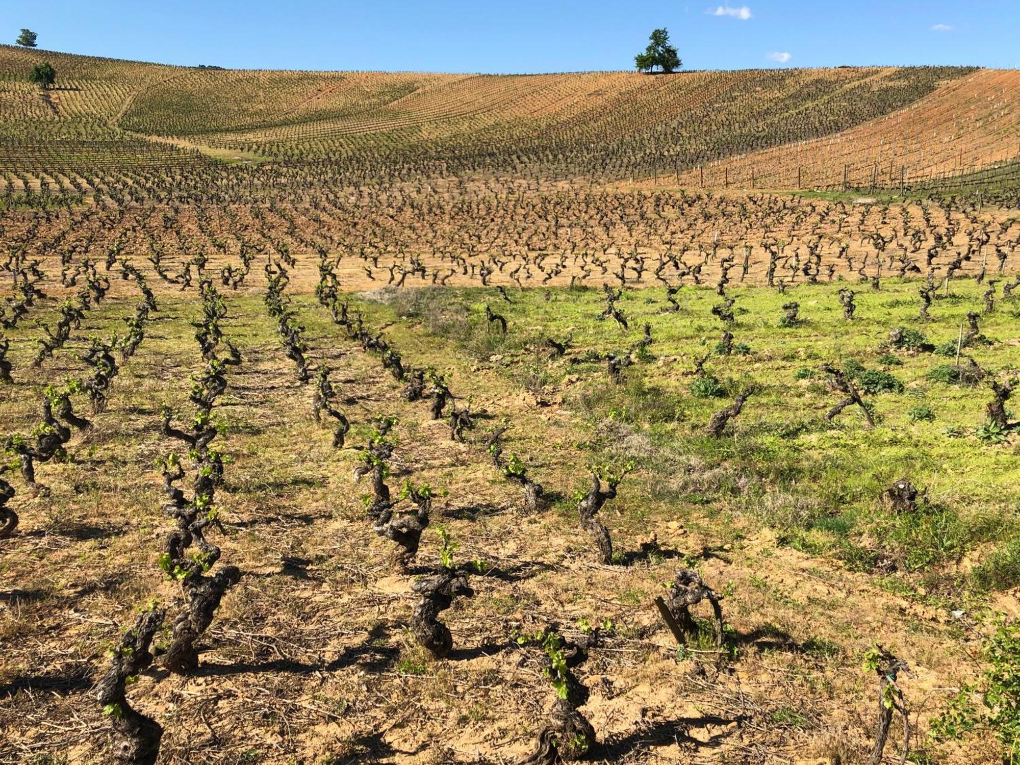 Boutique Finca Esencial Villafranca Del Bierzo Dış mekan fotoğraf